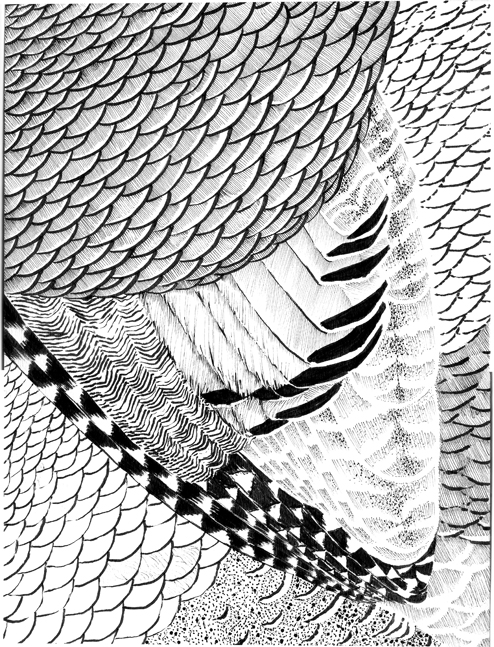 http://www.ilonafiddy.com/files/gimgs/61_feathers-full-72.jpg